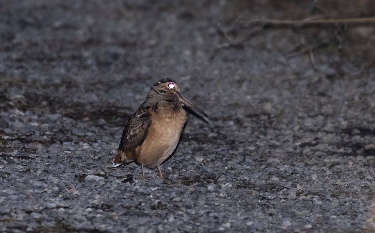 American Woodcock - ML426711661
