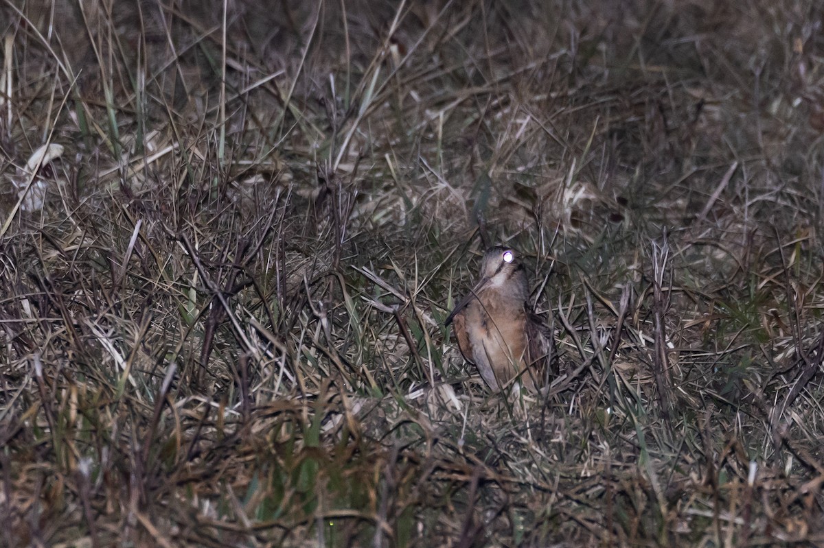 American Woodcock - ML426711801