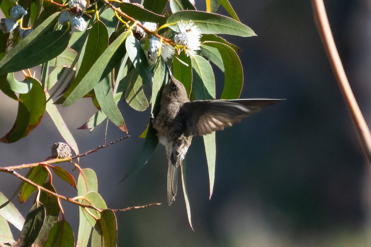 Giant Hummingbird - ML426714301