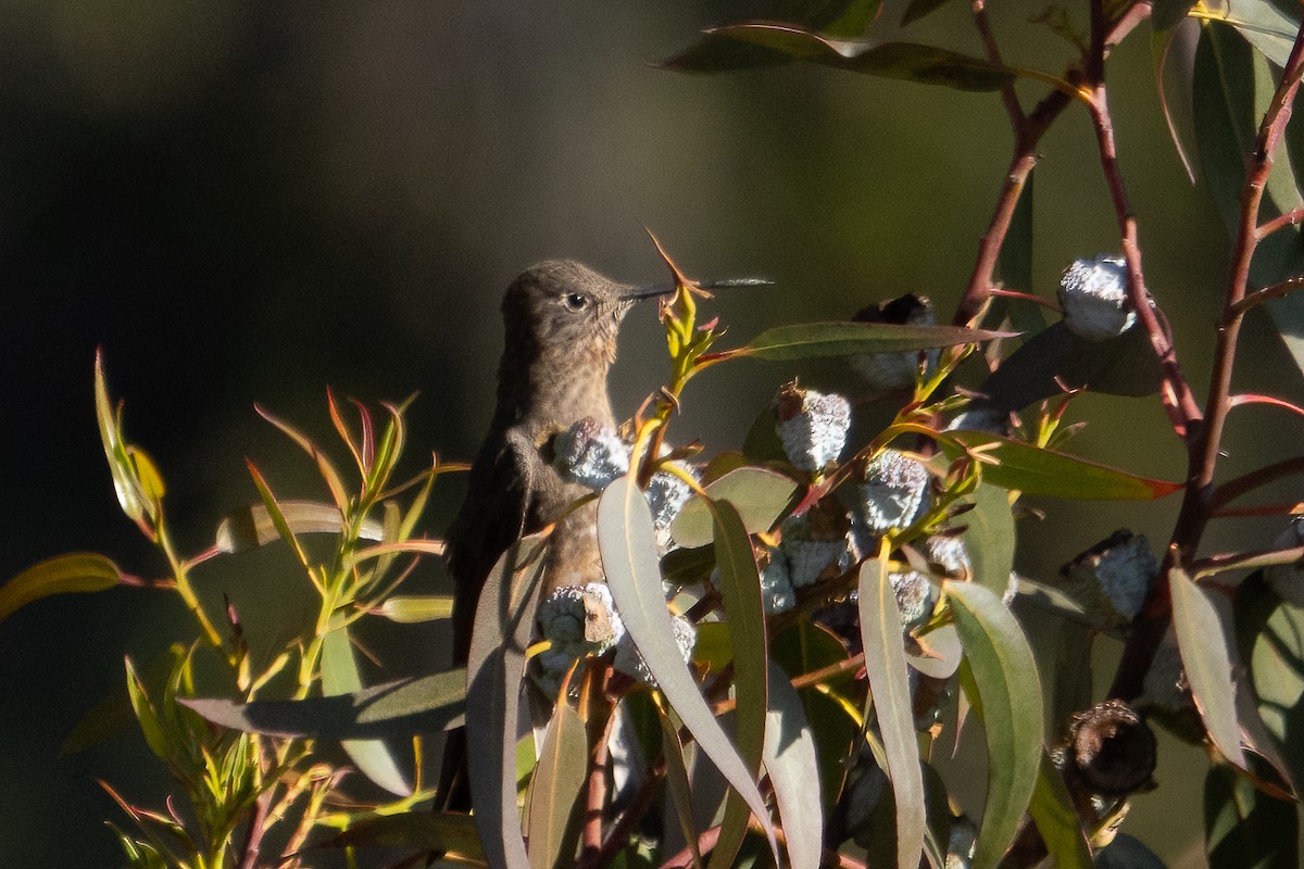 Giant Hummingbird - ML426714331