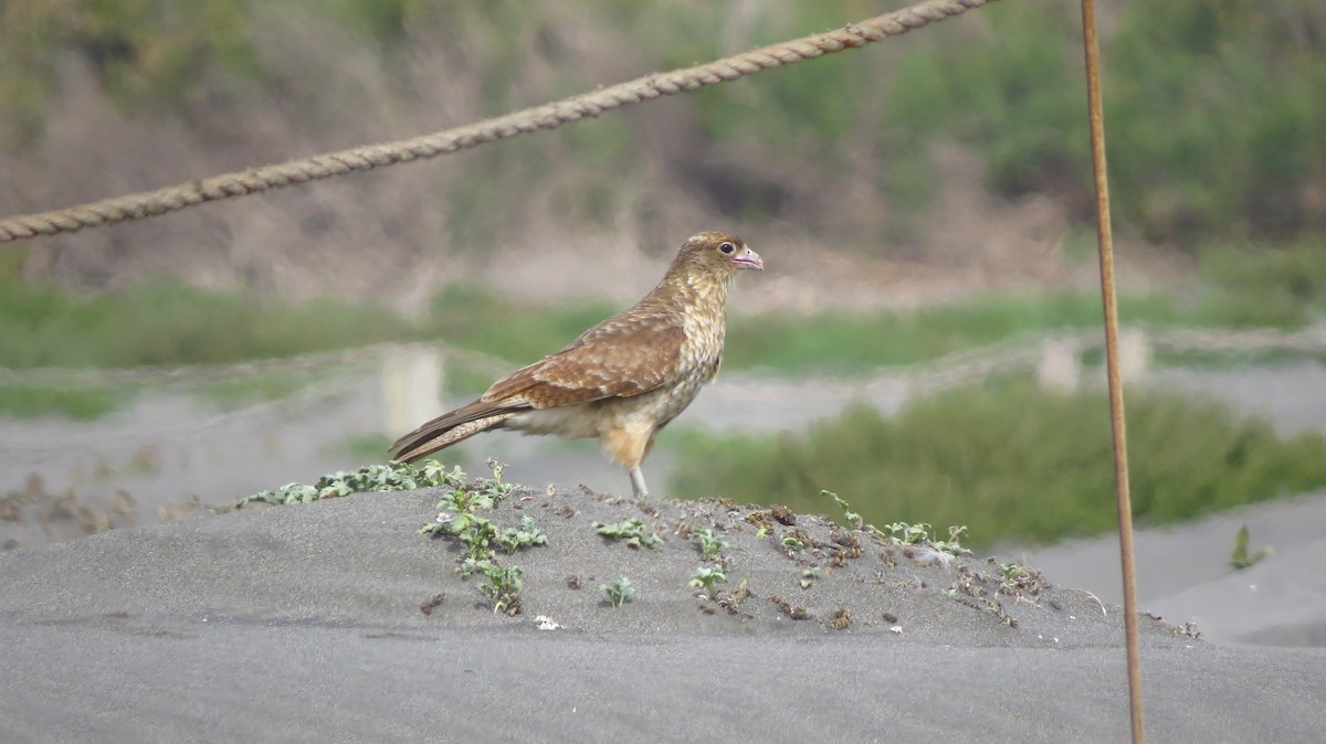 Chimango Caracara - ML426714531