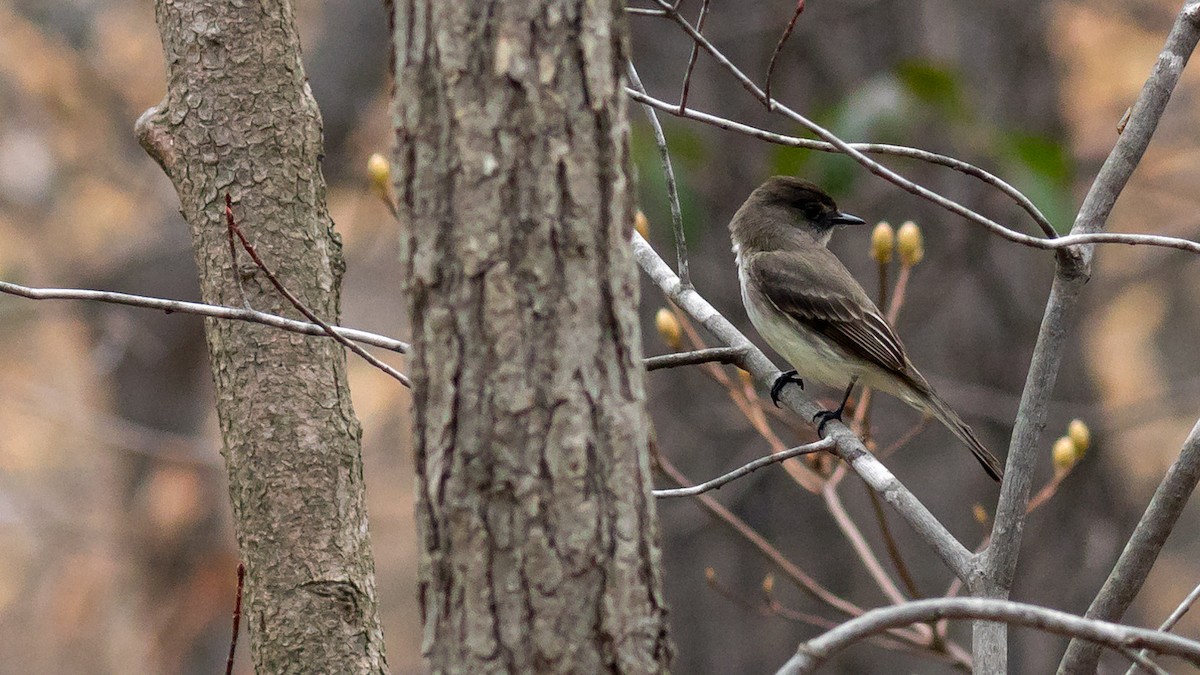 Eastern Phoebe - ML426718481