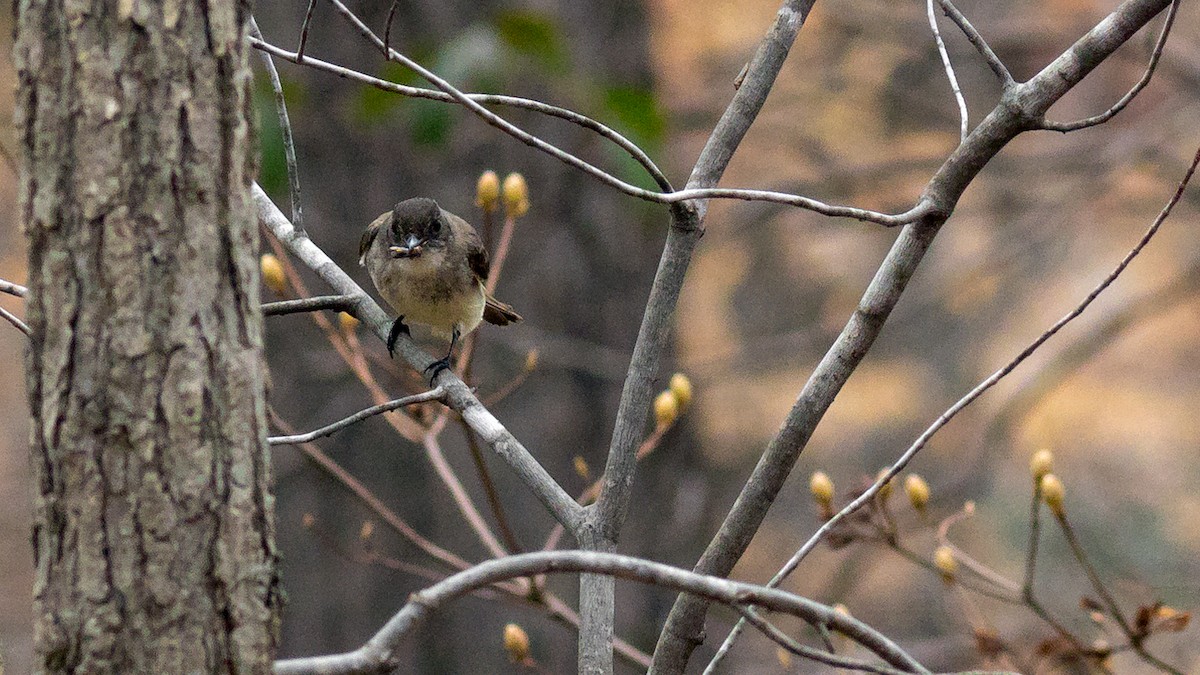 Eastern Phoebe - ML426718601