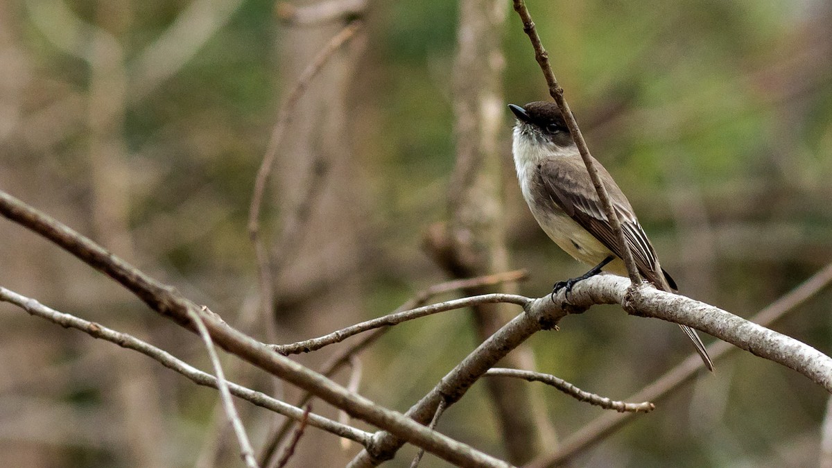 Eastern Phoebe - ML426718611