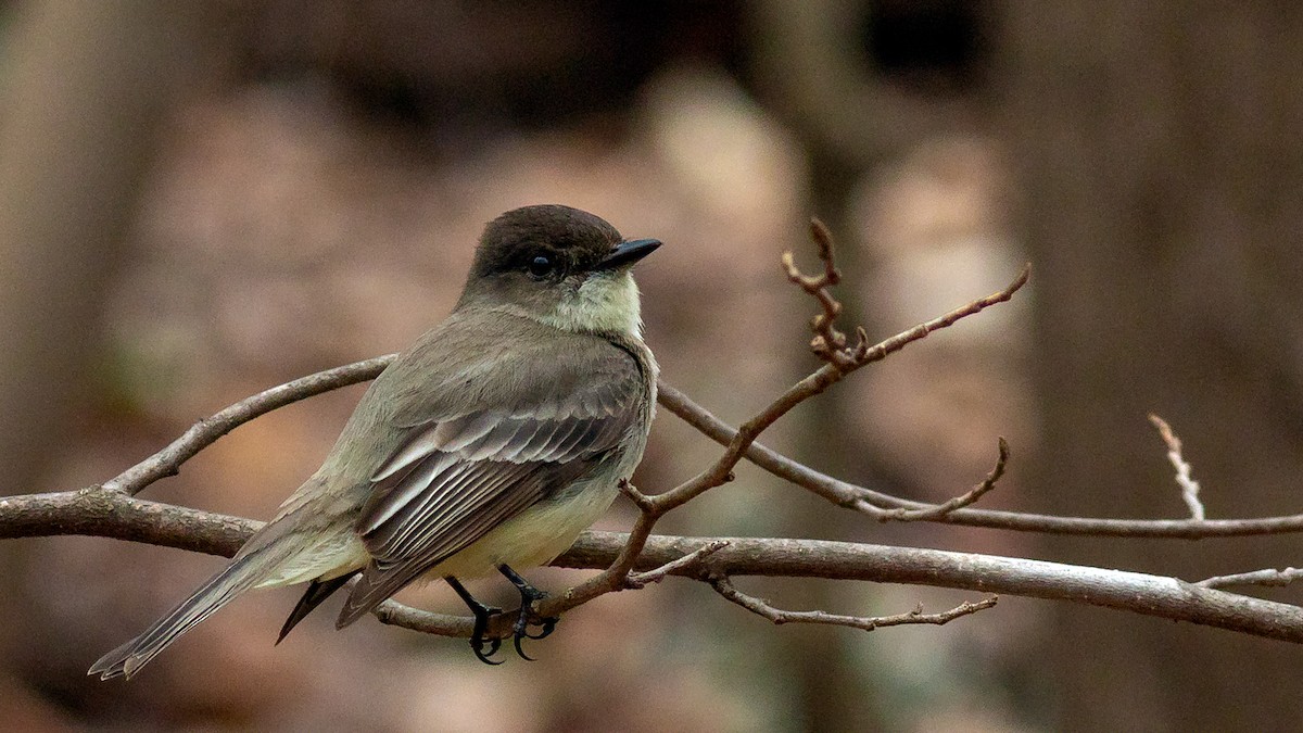 Eastern Phoebe - ML426718631