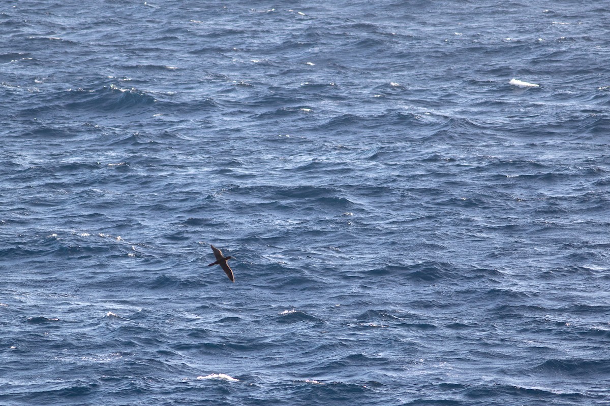 Brown Booby - Justin Saunders