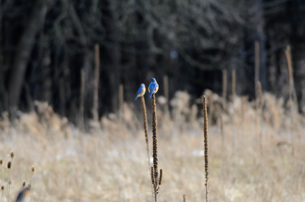 Eastern Bluebird - Donica A