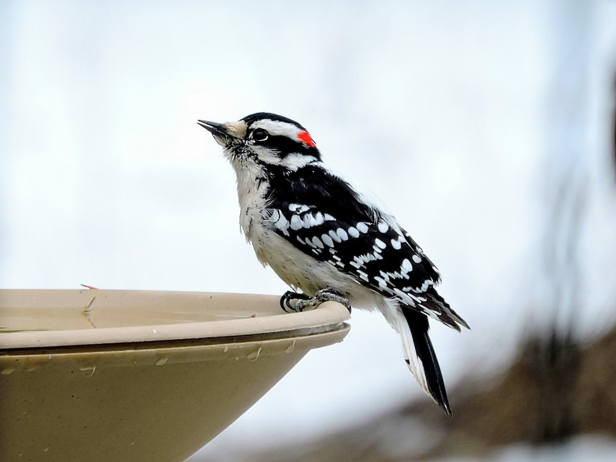 Downy Woodpecker - ML426722421