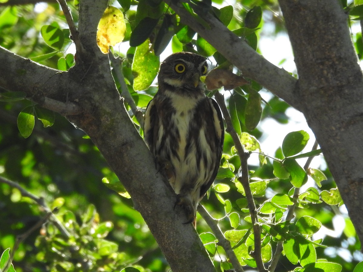 Ferruginous Pygmy-Owl - ML426723831