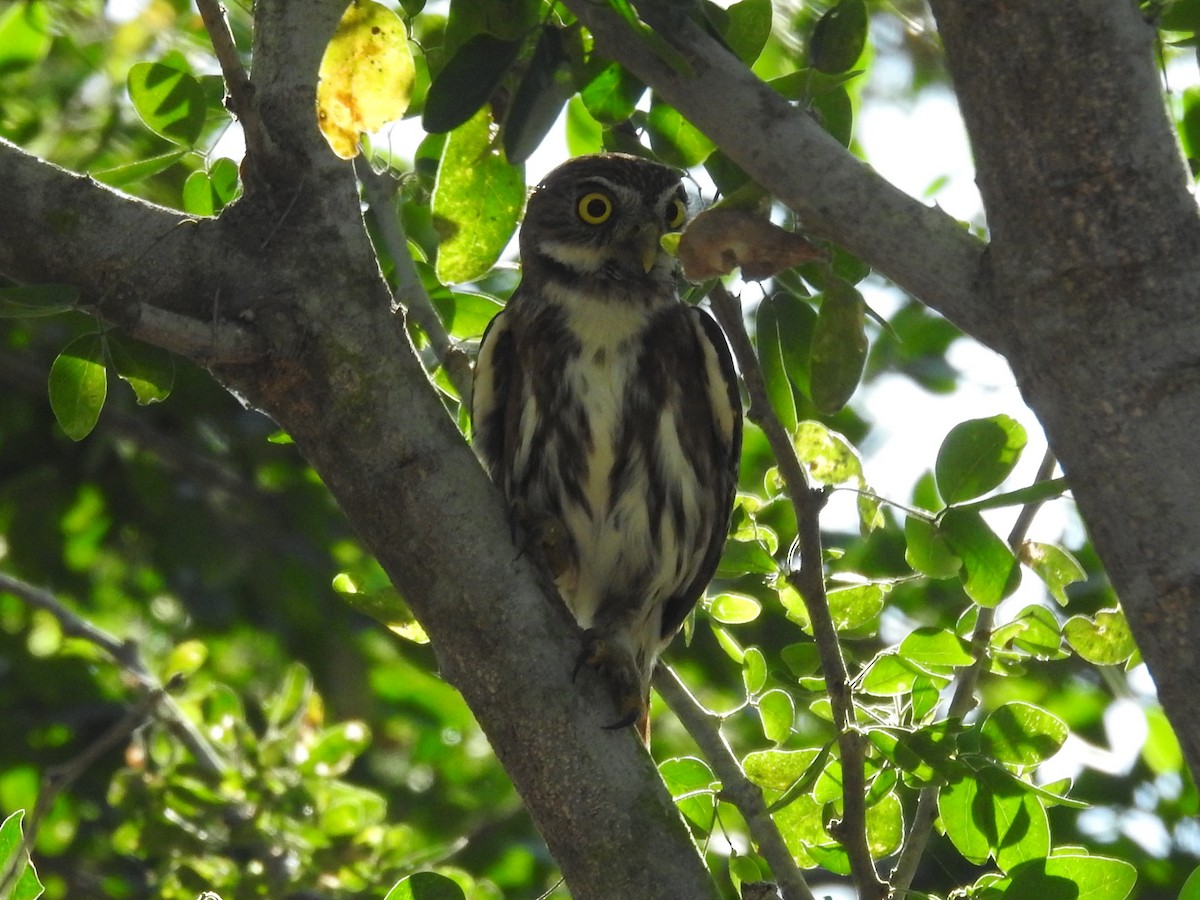 Ferruginous Pygmy-Owl - ML426723871