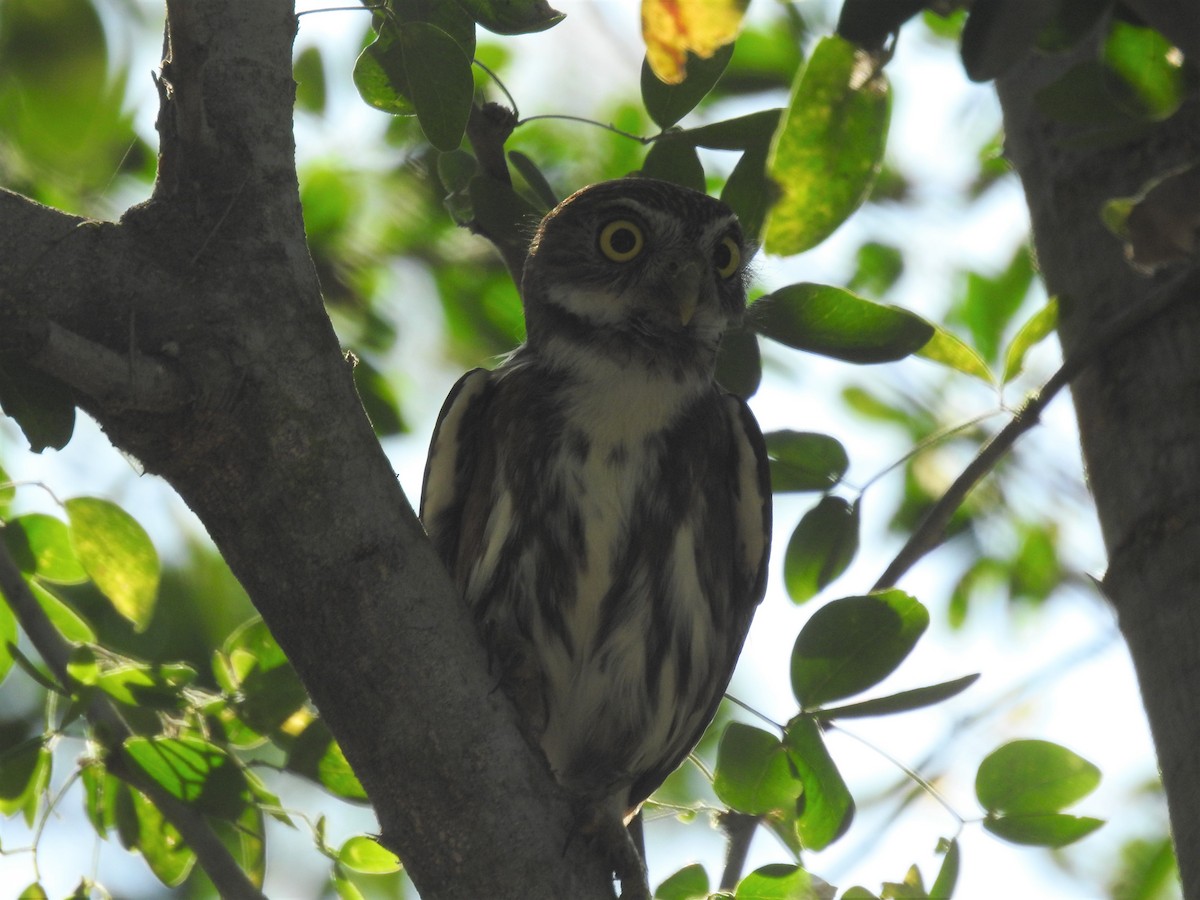 Ferruginous Pygmy-Owl - ML426723891