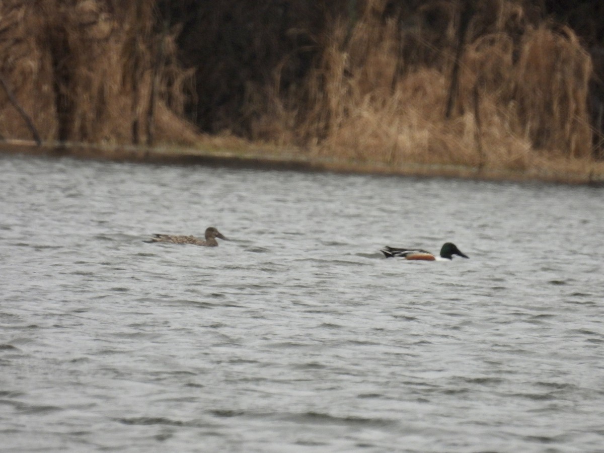 Northern Shoveler - Bonnie Penet