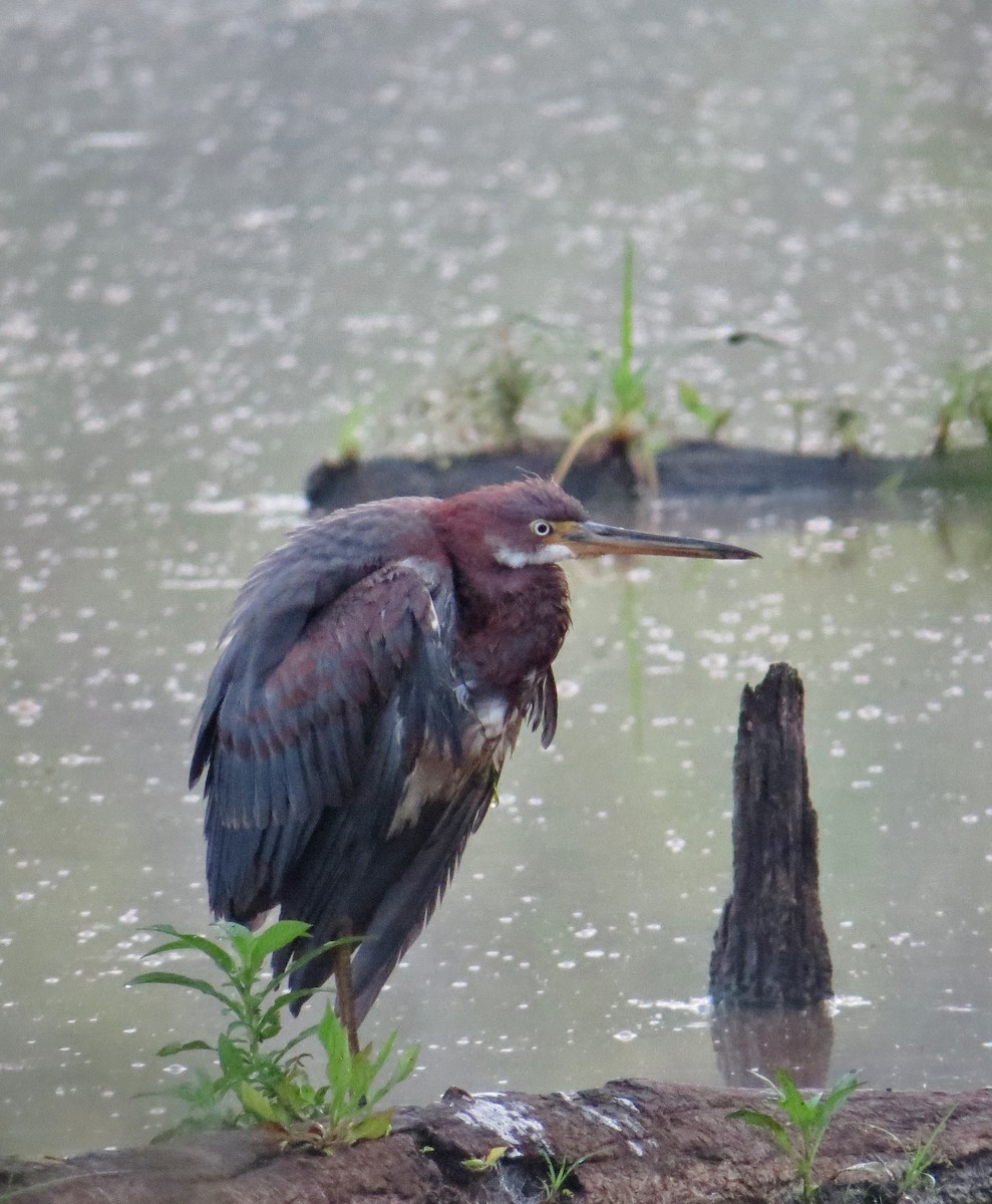 Tricolored Heron - ML42672481