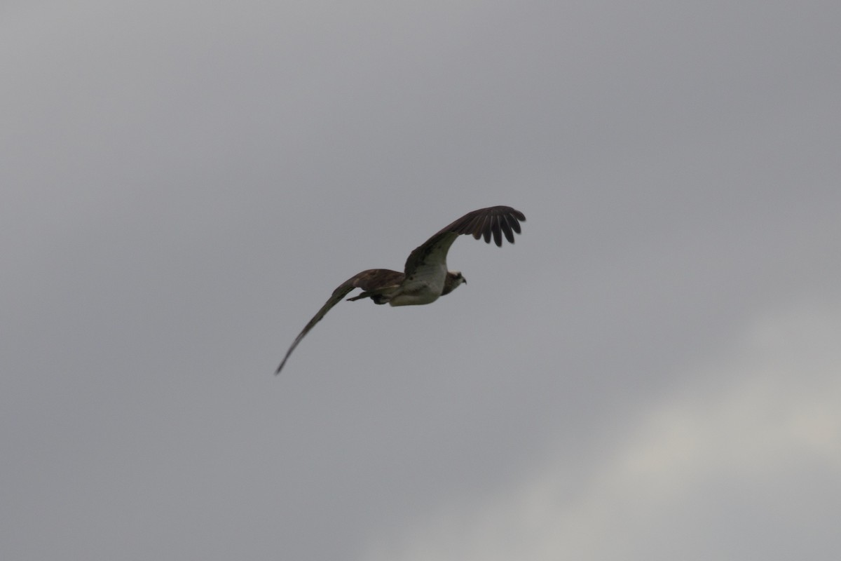 Osprey - ML426725171