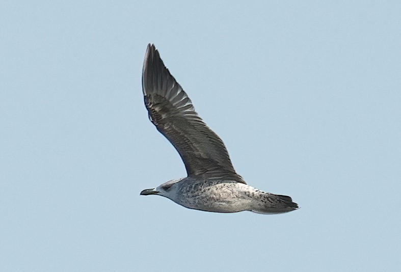 Caspian Gull - ML426725201