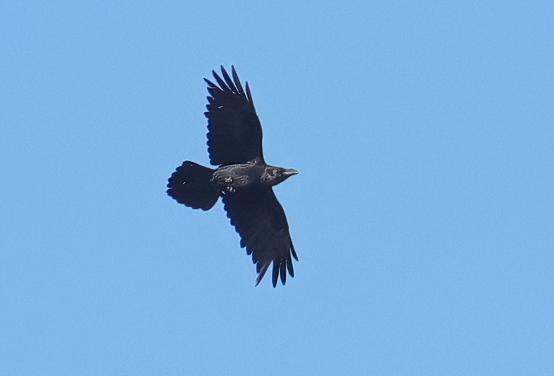 Common Raven - ML426725331