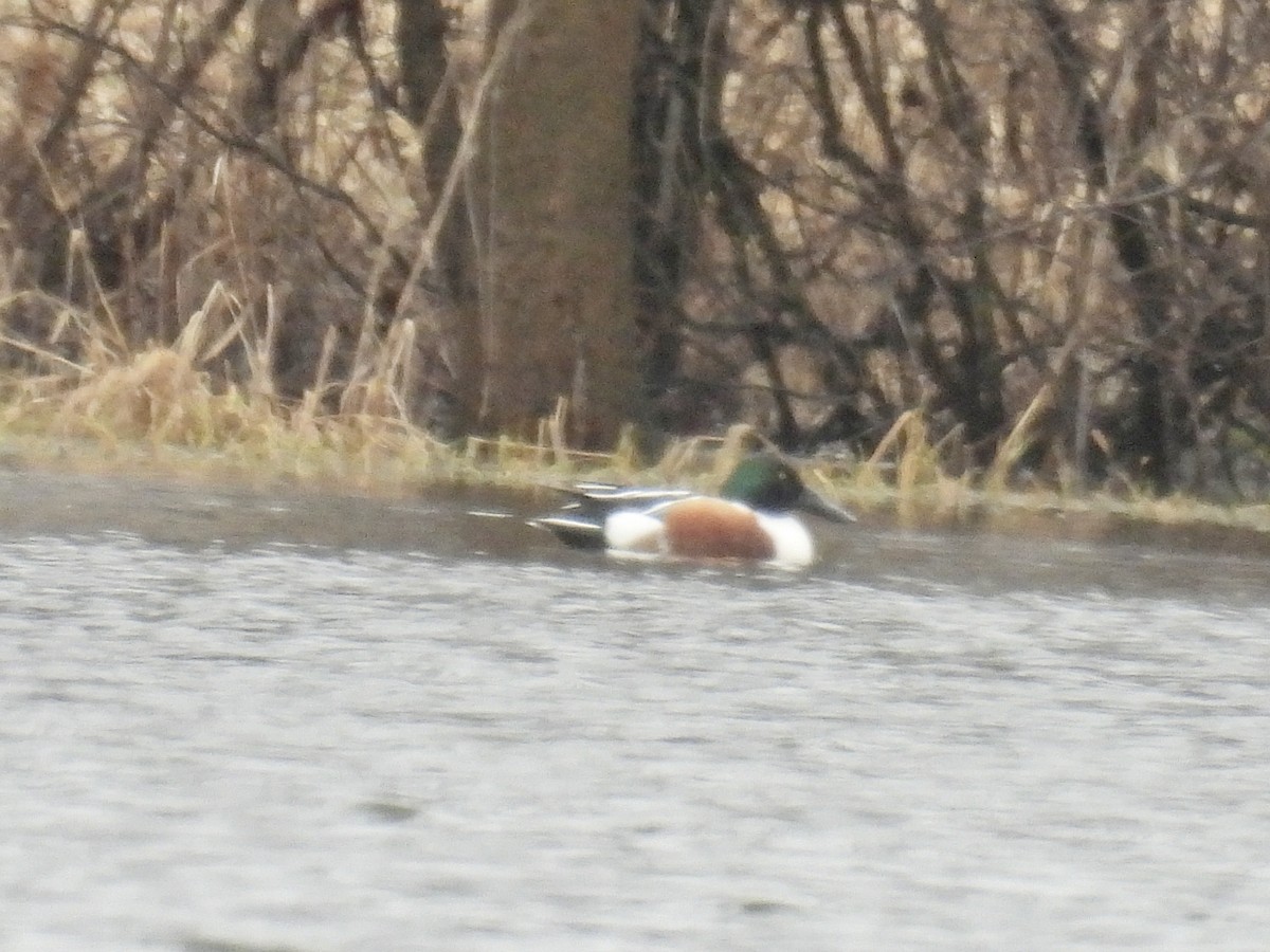 Northern Shoveler - ML426725501