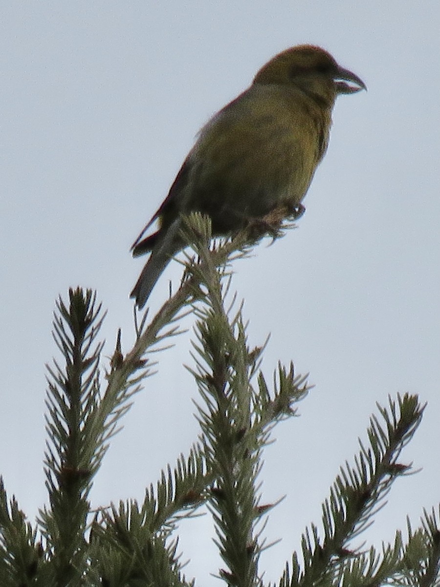 Red Crossbill - ML426728711