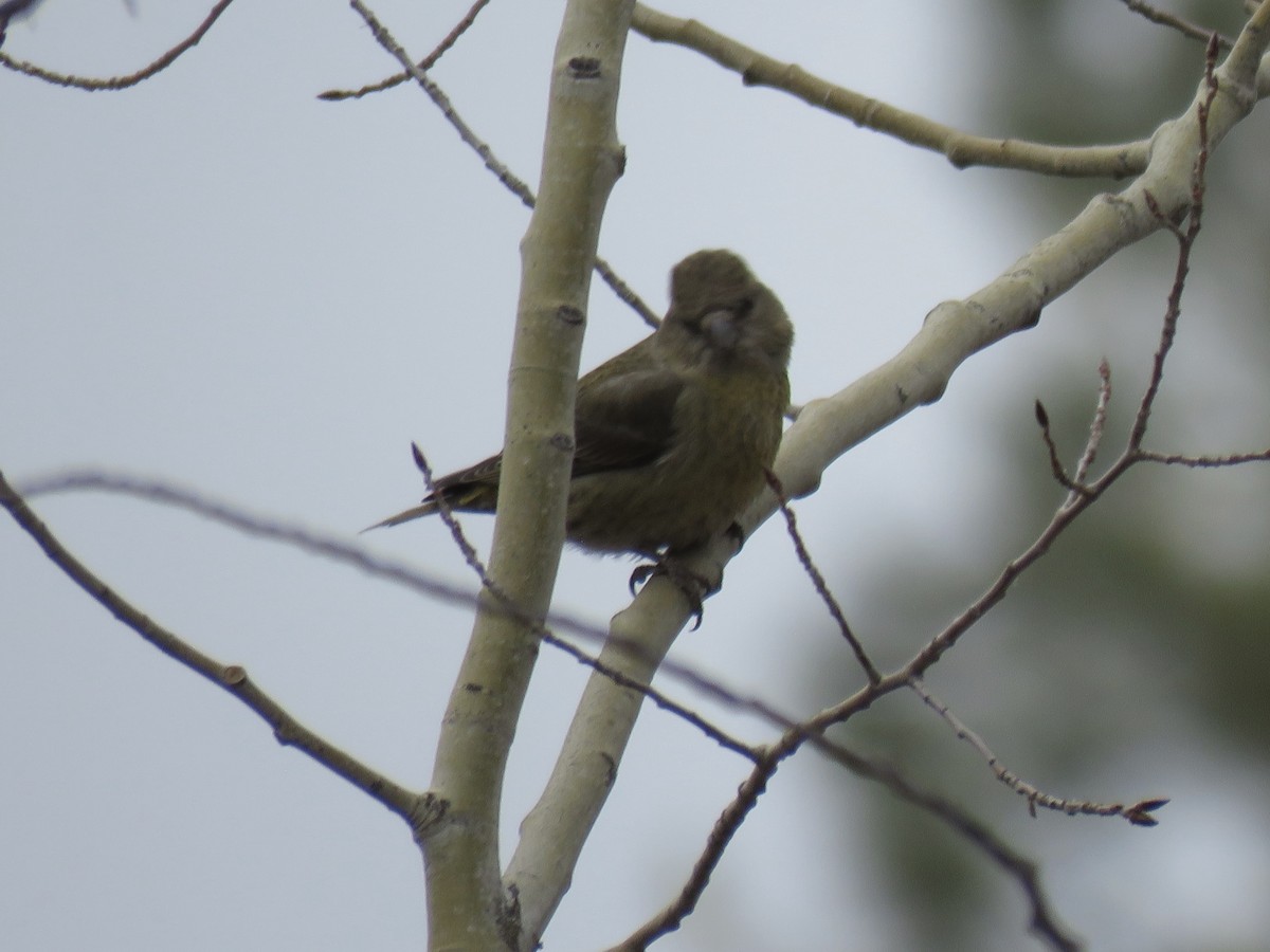 Red Crossbill - Cathy  Ross