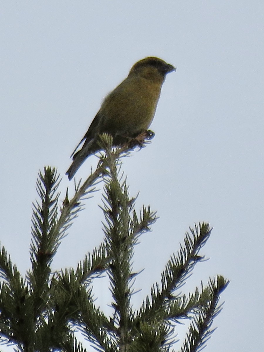Red Crossbill - Cathy  Ross