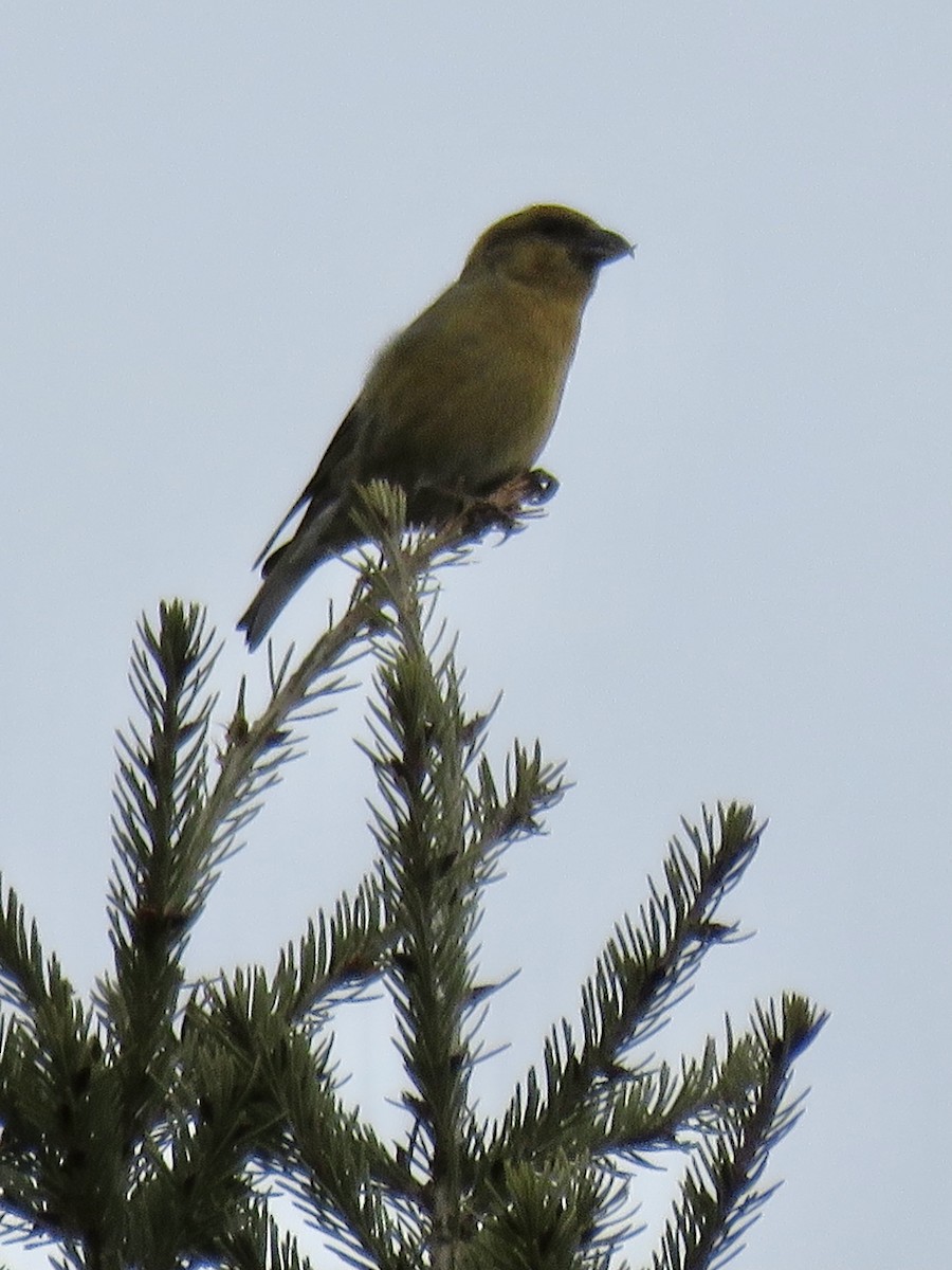 Red Crossbill - ML426728761