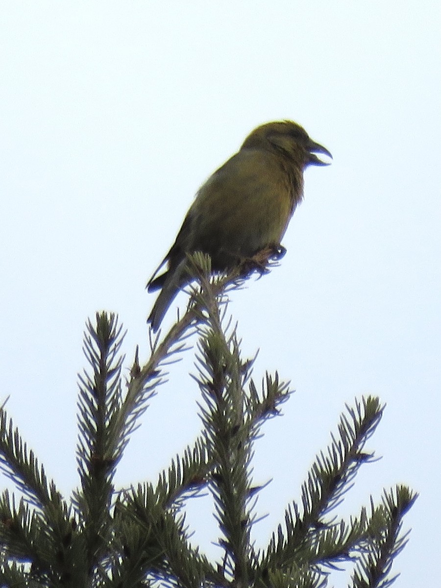 Red Crossbill - ML426728771