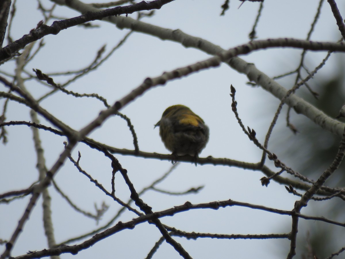 Red Crossbill - Cathy  Ross