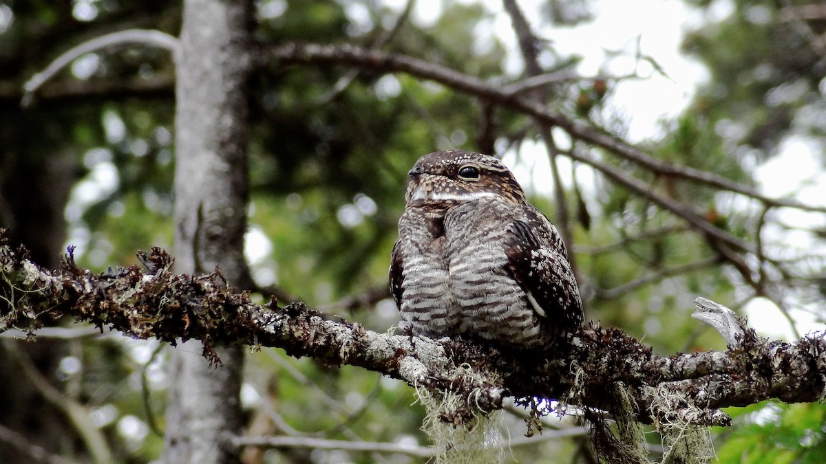 Common Nighthawk - ML42672951