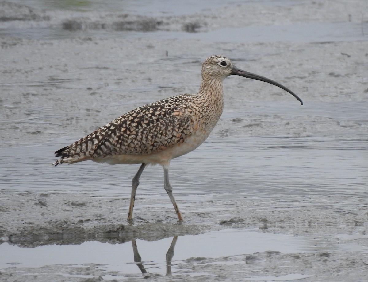 Long-billed Curlew - ML426730601