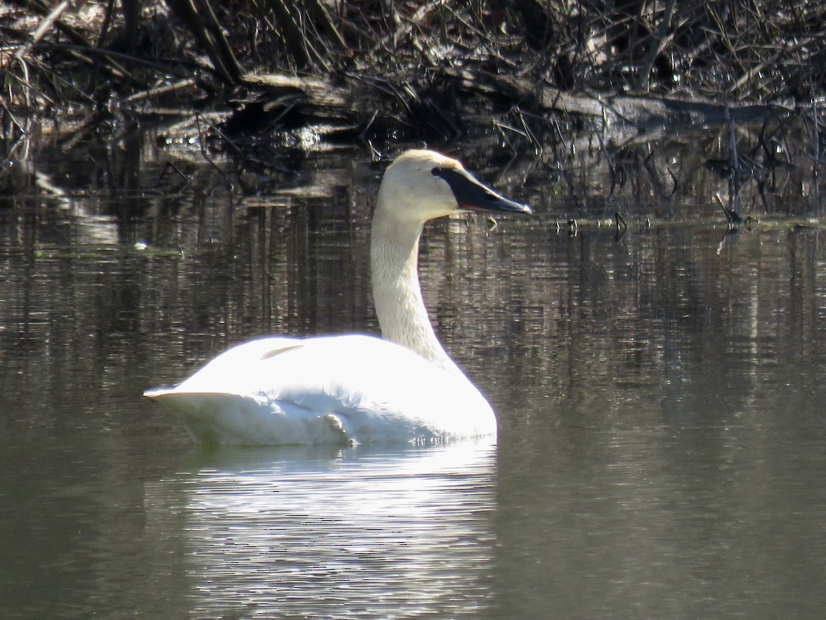 Trumpeter Swan - ML426730711