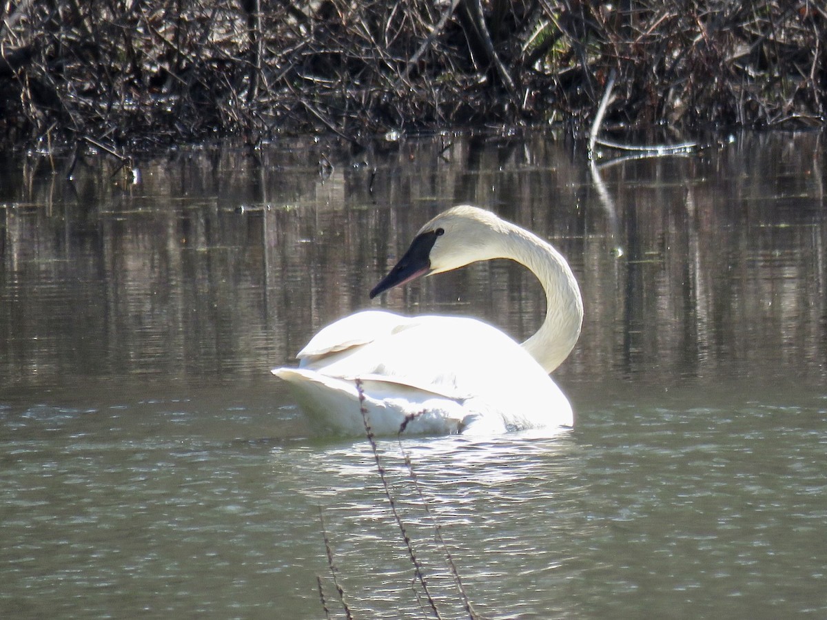 Trumpeter Swan - ML426730751