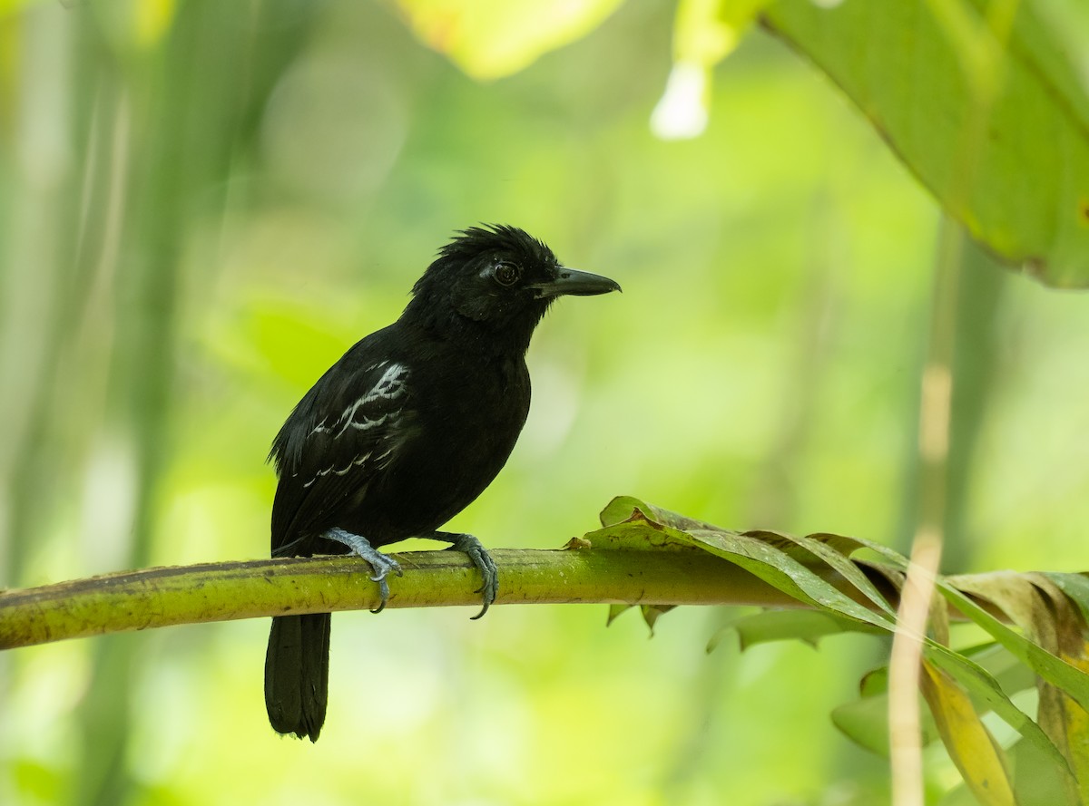 Castelnau's Antshrike - Alex Luna