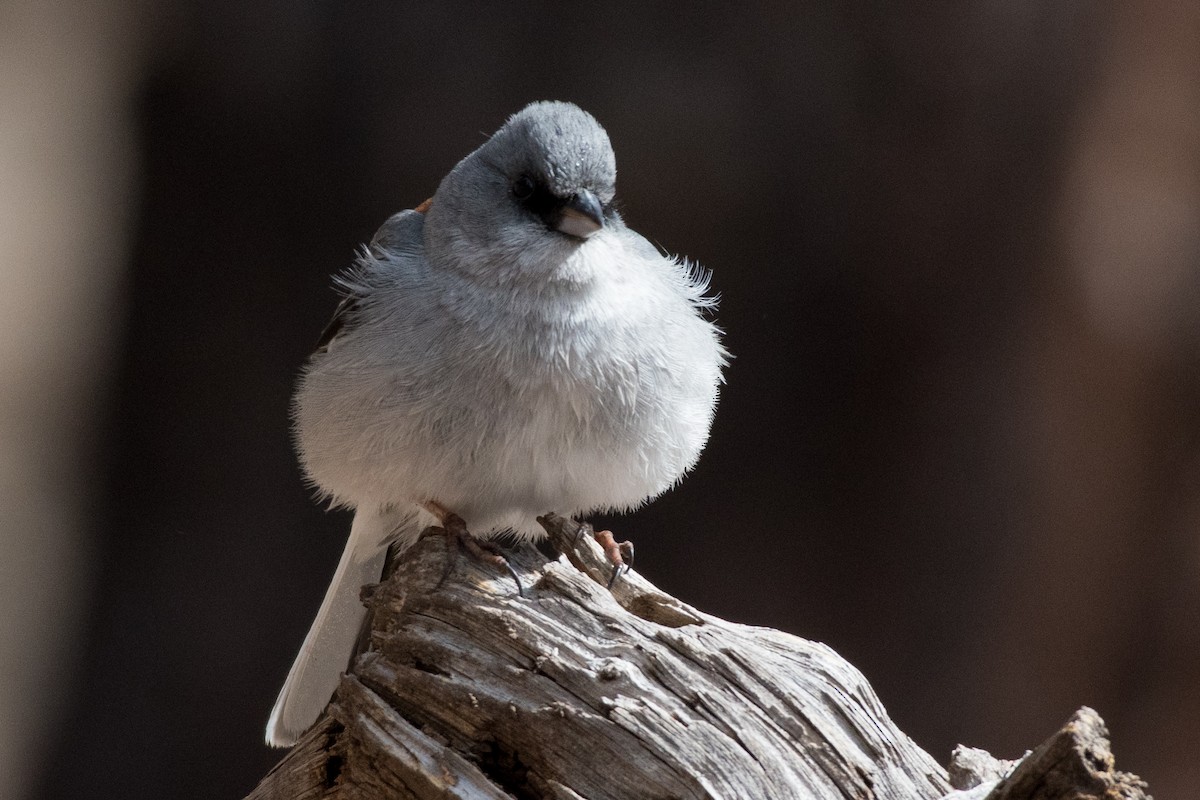 Junco Ojioscuro - ML426736031