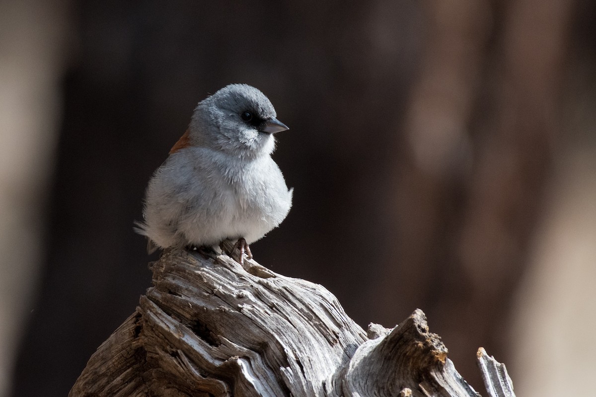 Dark-eyed Junco - ML426736041