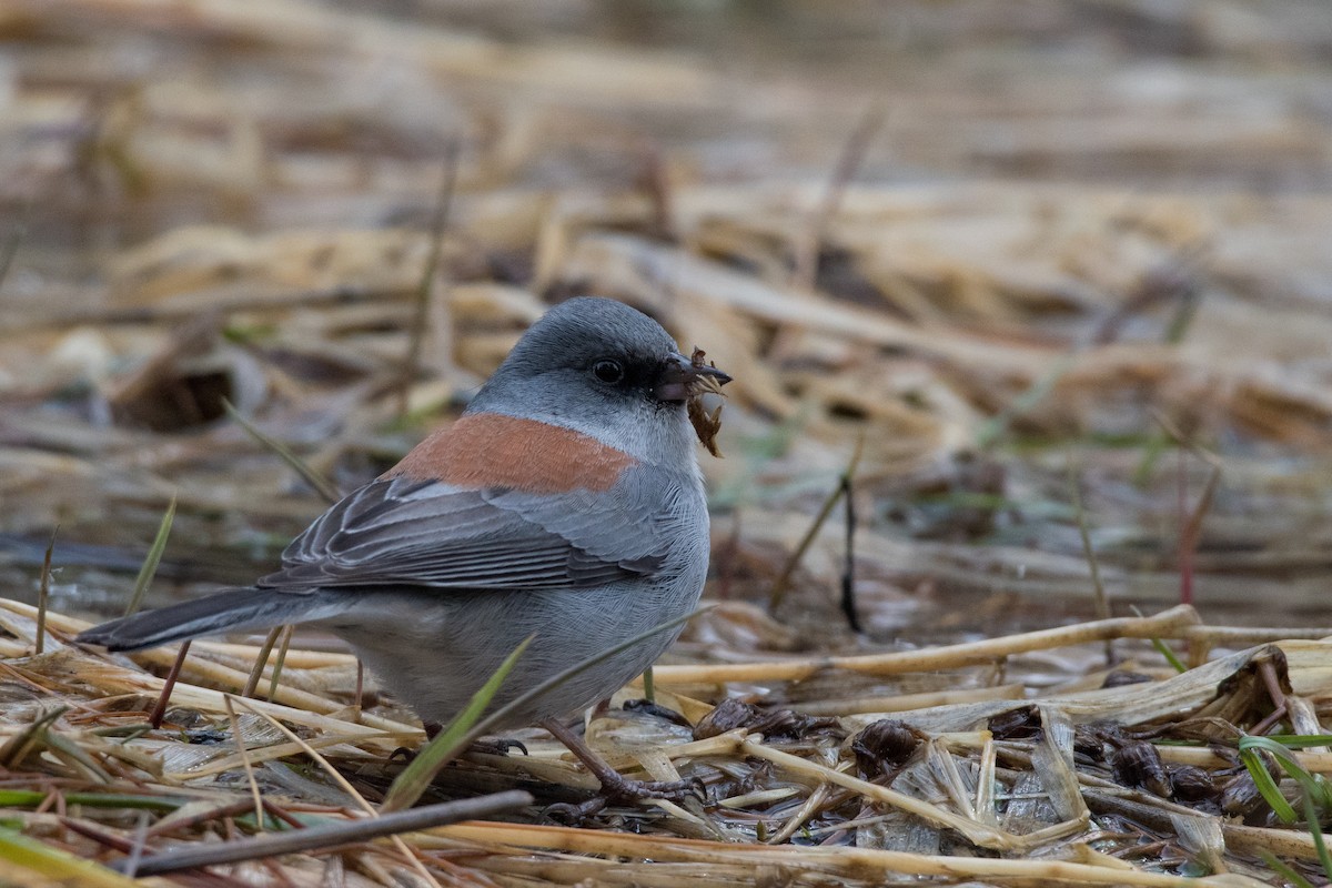 Junco Ojioscuro - ML426736071