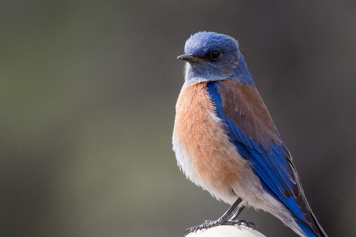 Western Bluebird - ML426736151