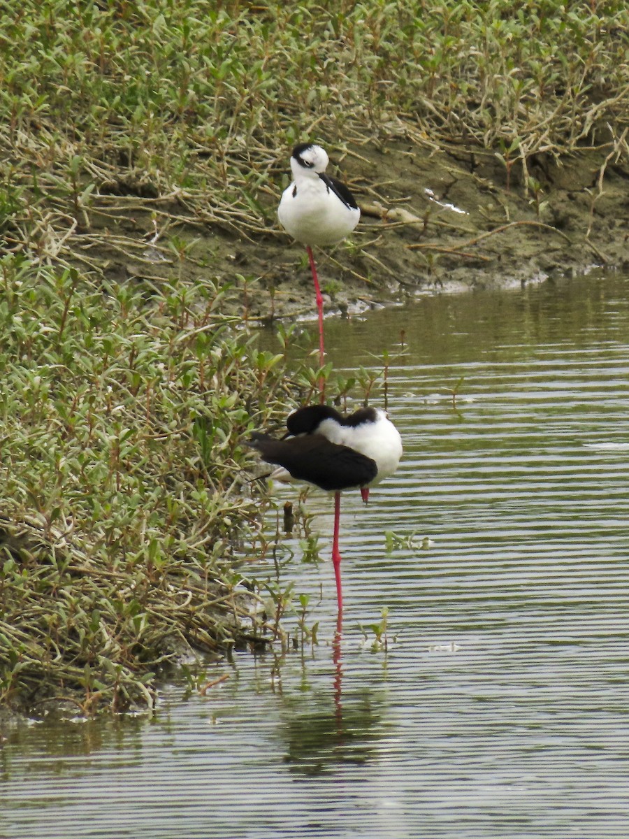 Black-necked Stilt (Black-necked x White-backed) - ML426736571