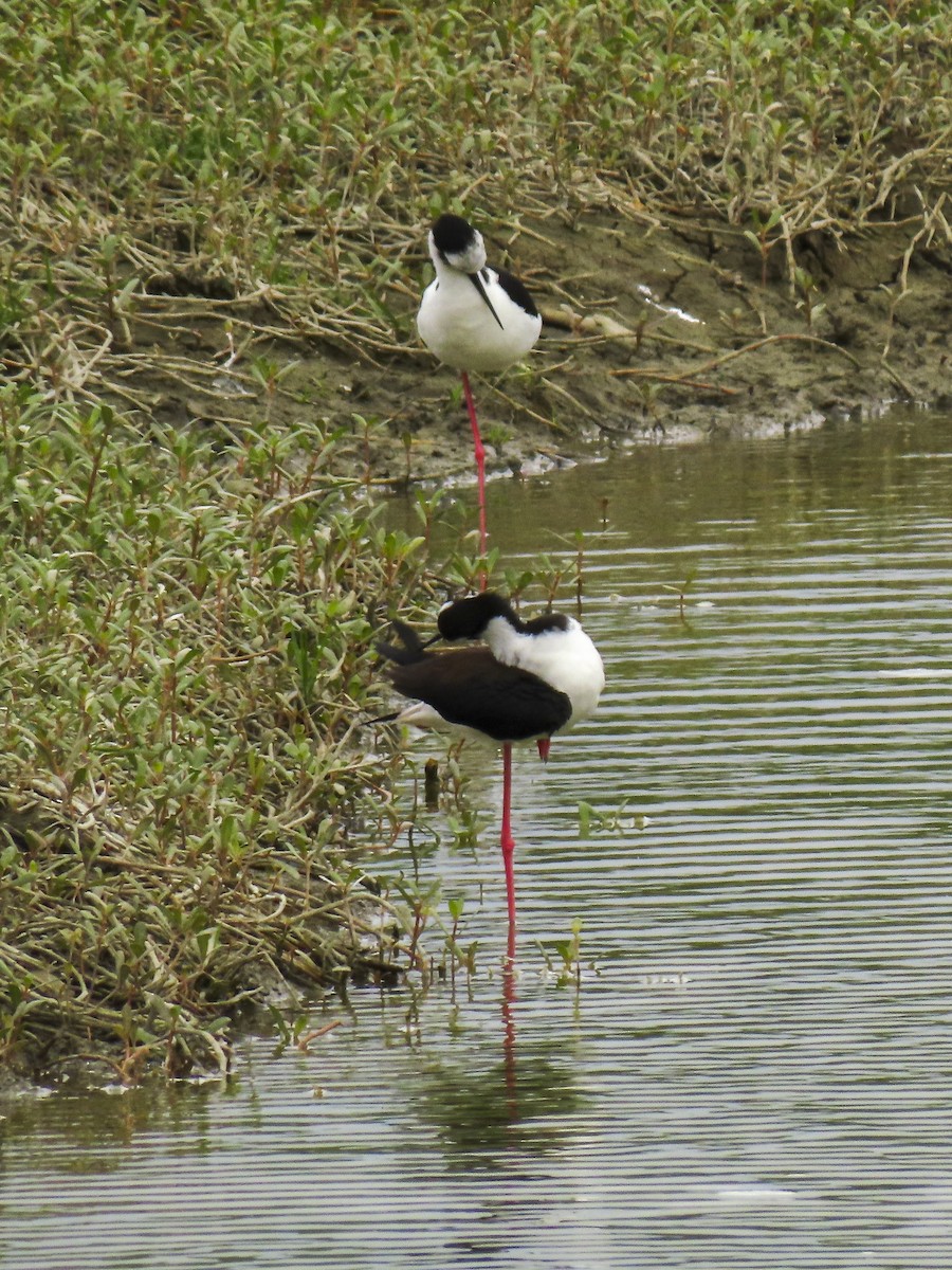 Black-necked Stilt (Black-necked x White-backed) - ML426736581