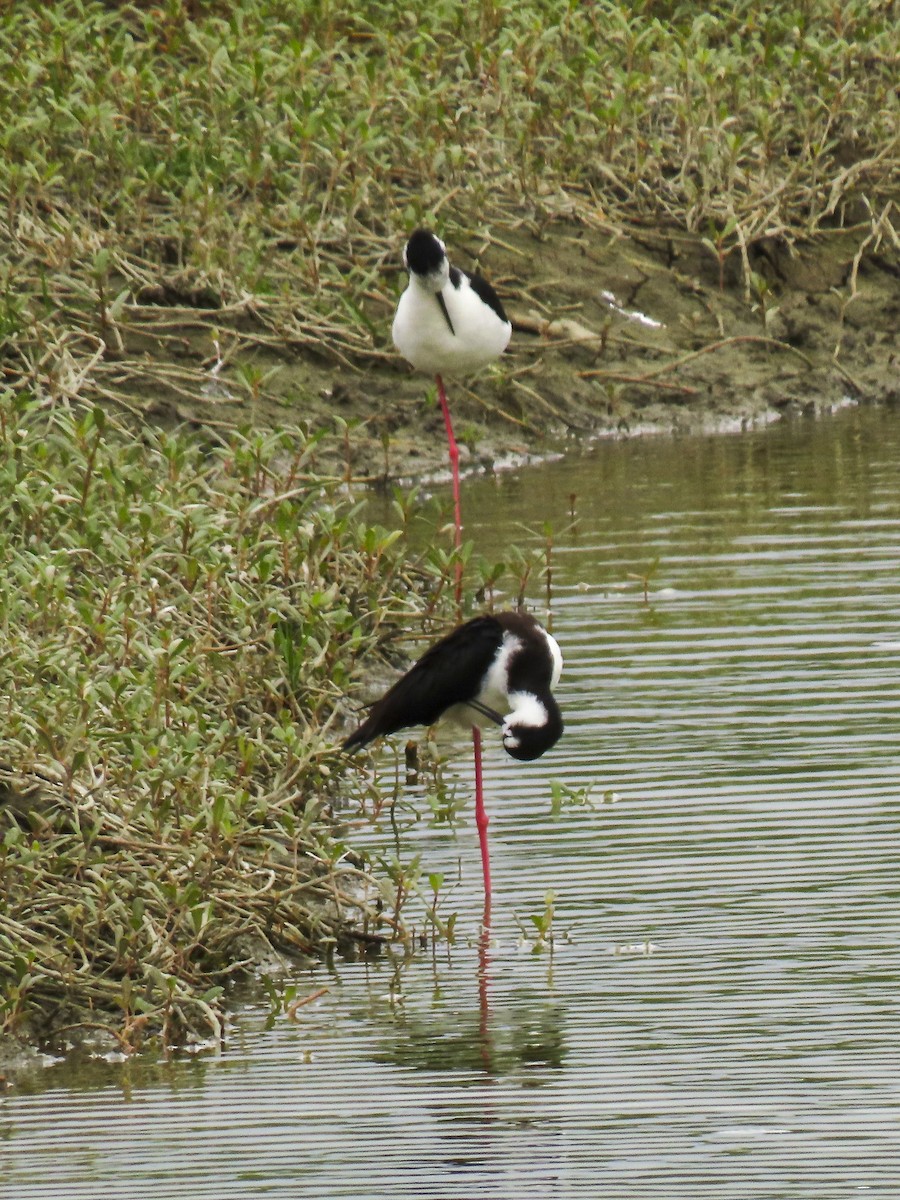 Black-necked Stilt (Black-necked x White-backed) - ML426736691