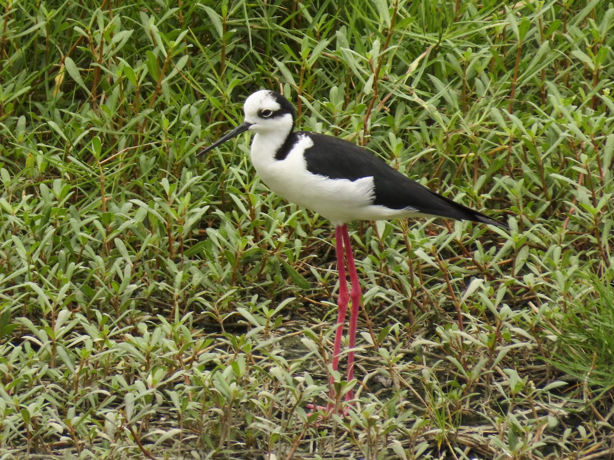 Black-necked Stilt (Black-necked x White-backed) - ML426736711