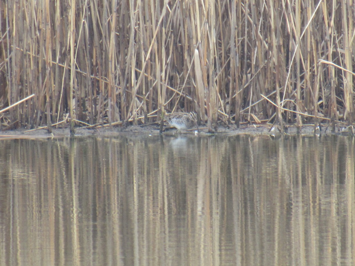 Wilson's Snipe - ML426736961