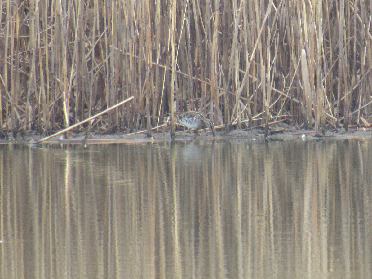 Wilson's Snipe - ML426736971