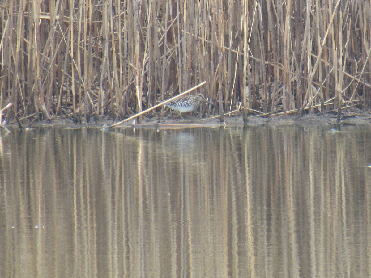 Wilson's Snipe - ML426736991