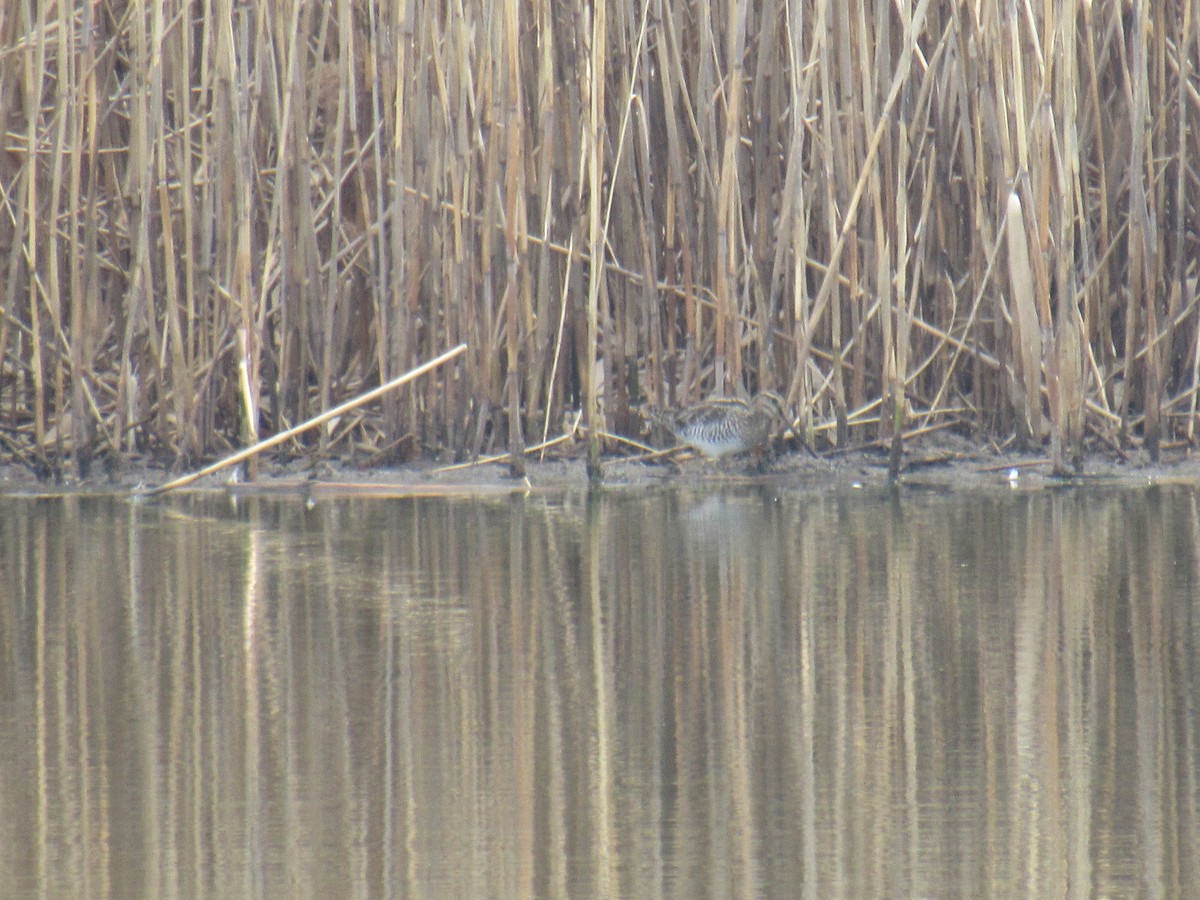 Wilson's Snipe - ML426737001