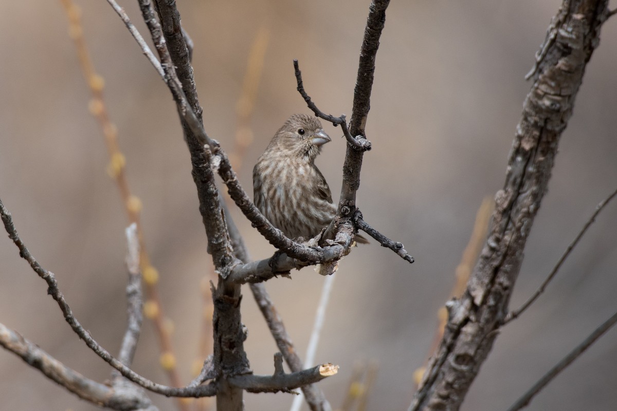 House Finch - ML426737431