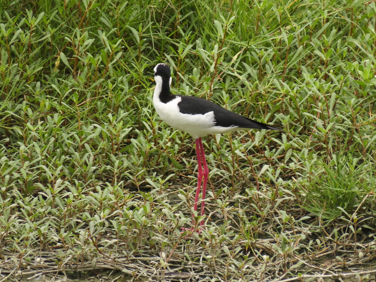 Black-necked Stilt (Black-necked x White-backed) - ML426737461