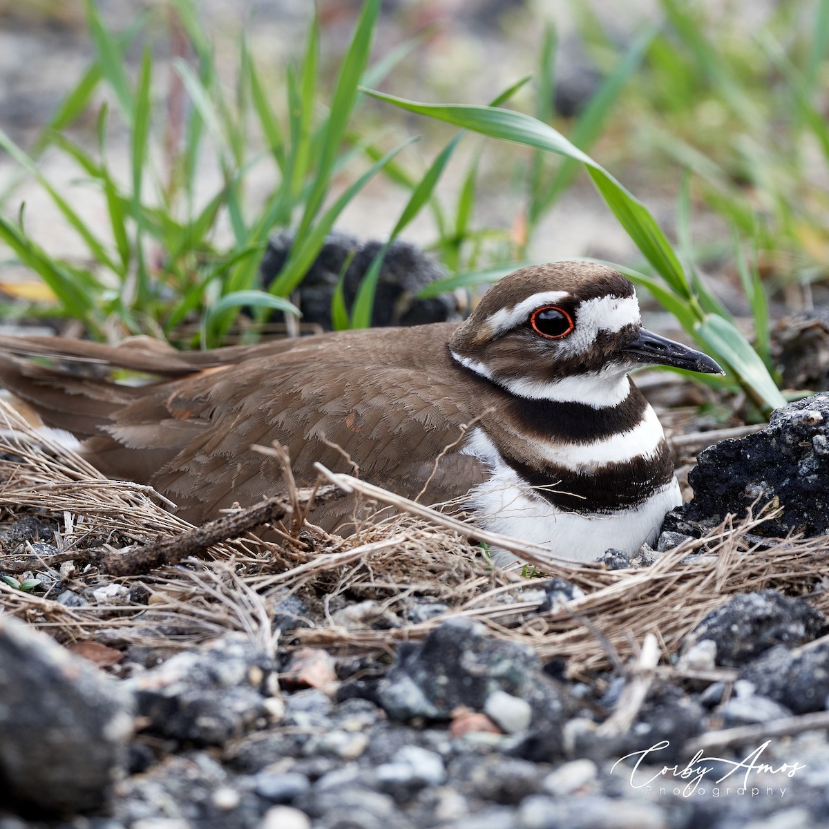 Killdeer - Corby Amos