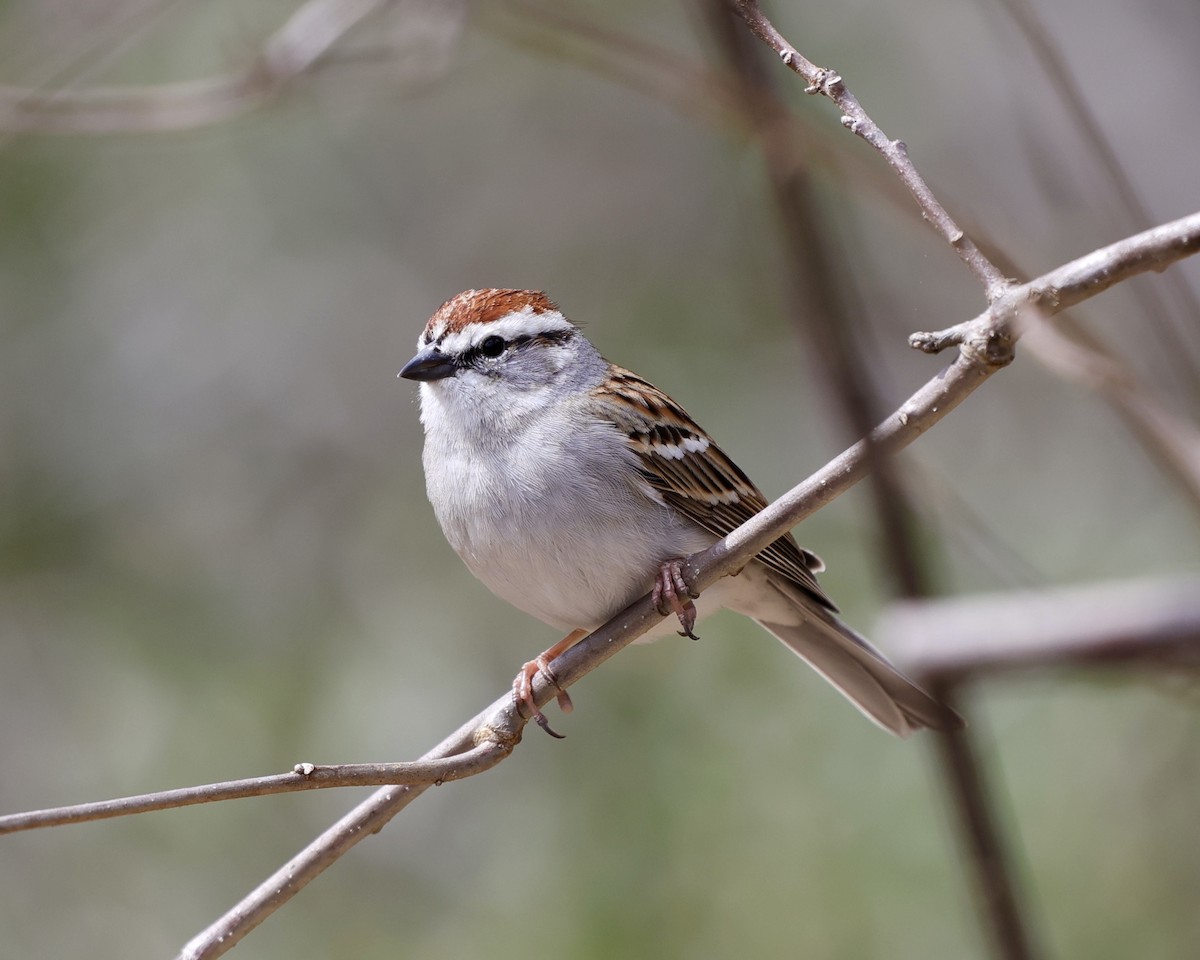 Chipping Sparrow - ML426738861