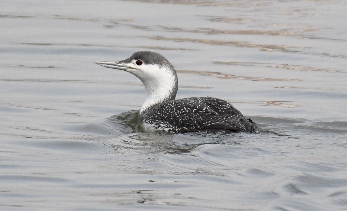 Red-throated Loon - ML426739421