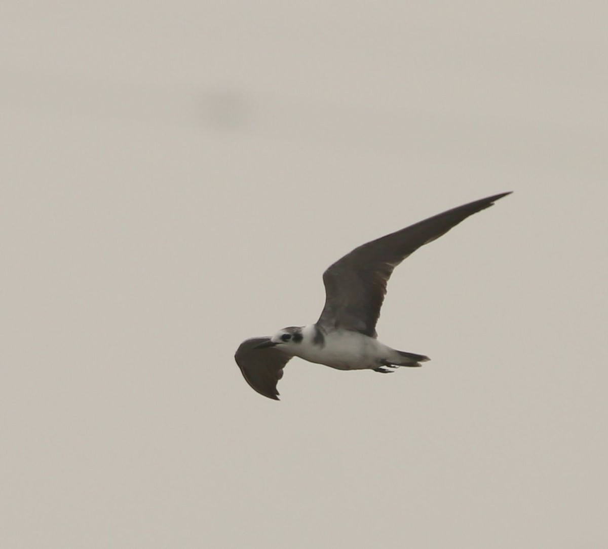 Black Tern - ML426740941